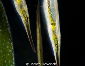 Shrimp Fish by James Deverich 